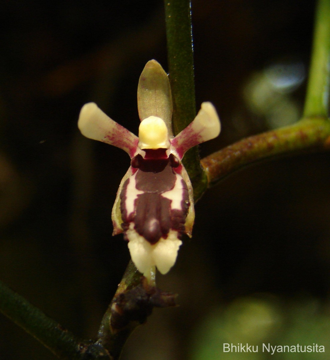 Luisia tenuifolia Blume